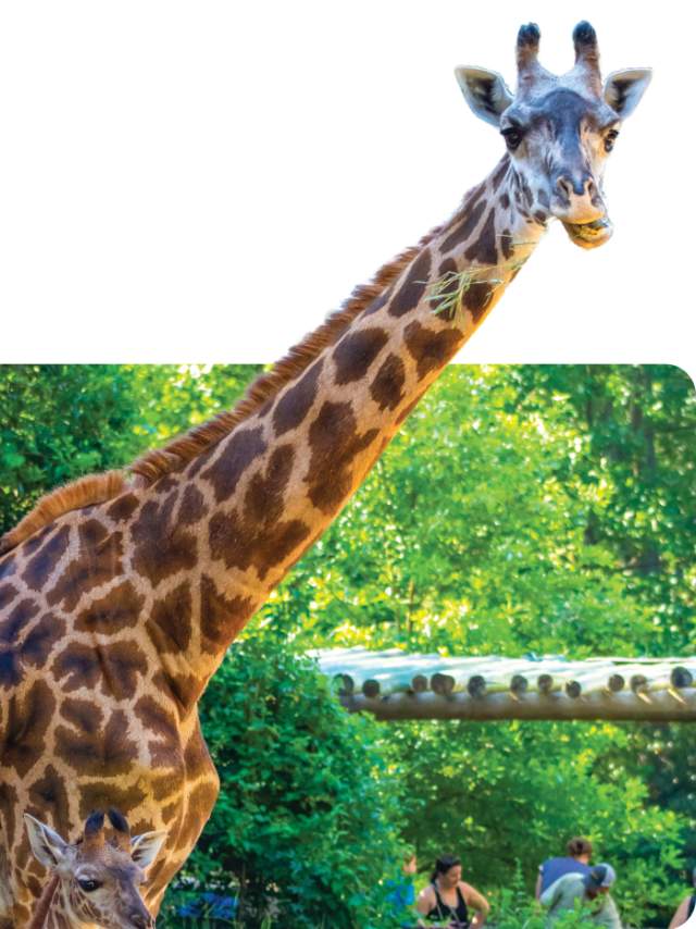 Adult giraffe with luscious greenery behind.