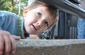 Kid discovering a mouse from the Mice on Main Scavenger Hunt