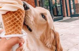 Dog enjoying ice cream cones from Spill the Beans Dog & Ice Cream