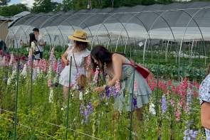 Two women in dresses and hats are picking flowers in a field with greenhouses and a cloudy sky in the background.