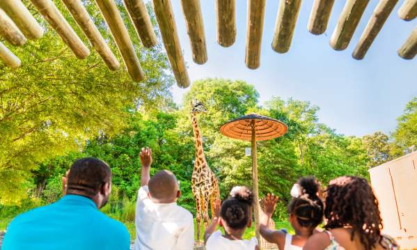 This open-air experience is all about family, and you'll get to know Greenville's animal family quite well by the end of your tour: Whether it's Siamang monkey mates Oscar and Ella, who became the proud parents of a baby boy, Arthur, Jr., in January 2017, or our Masai giraffe family: Autumn, Miles, and new baby girl Kiden! (Born January 2018) Did you know any one of the zoo's three Aldabra tortoises can live to be 100? The lone male tortoise, Bubba, loves to get his neck scratched!