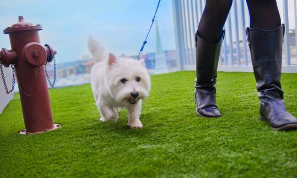 Dog Walk at the Aloft Greenville Downtown