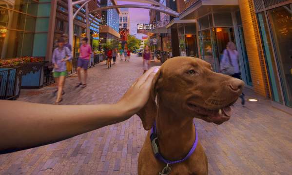 Happy dog at One City Plaza