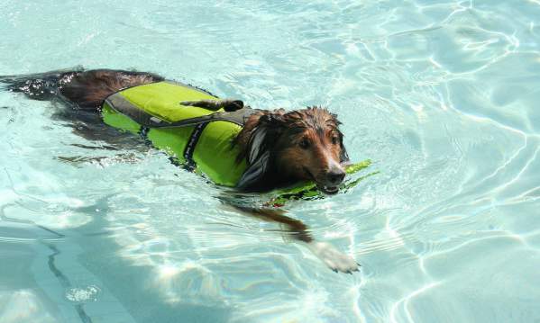 Dog in a life vest swimming in a pool.