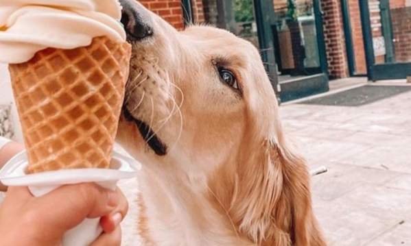 Dog enjoying ice cream cones from Spill the Beans Dog & Ice Cream