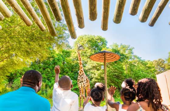 This open-air experience is all about family, and you'll get to know Greenville's animal family quite well by the end of your tour: Whether it's Siamang monkey mates Oscar and Ella, who became the proud parents of a baby boy, Arthur, Jr., in January 2017, or our Masai giraffe family: Autumn, Miles, and new baby girl Kiden! (Born January 2018) Did you know any one of the zoo's three Aldabra tortoises can live to be 100? The lone male tortoise, Bubba, loves to get his neck scratched!