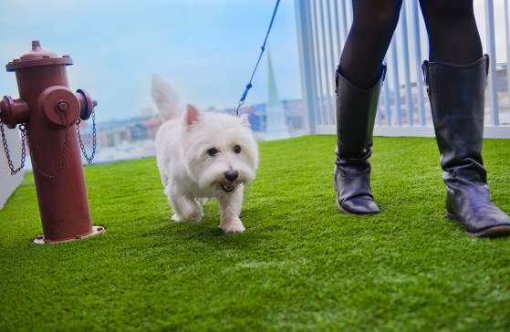 Dog Walk at the Aloft Greenville Downtown