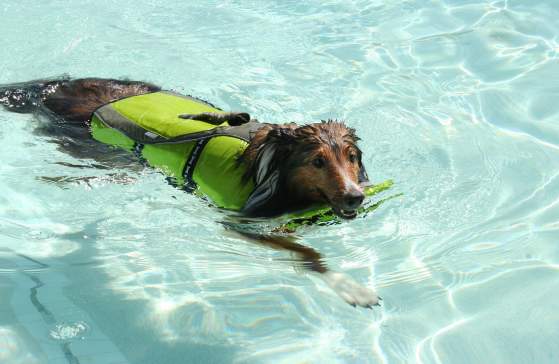 Dog in a life vest swimming in a pool.