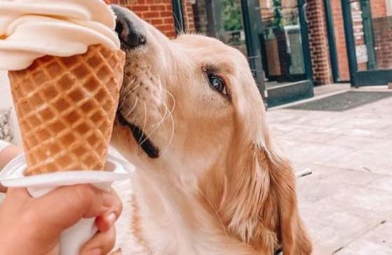 Dog enjoying ice cream cones from Spill the Beans Dog & Ice Cream