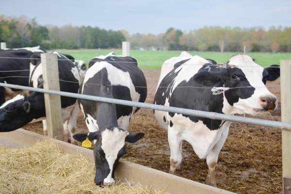 Cows outside in a field eating hay.