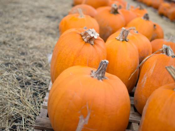 Pick Your Fall Adventure: Apple Orchards, Corn Mazes & Pumpkin Patches