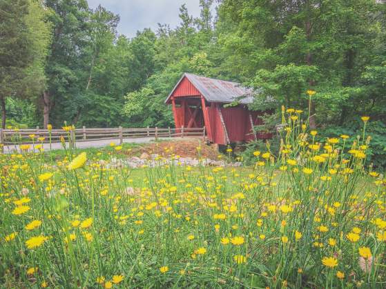 Yellow wildflowers in front of Campbell's Covered Bridge near Greenville, SC