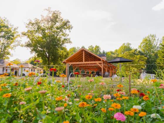 Sassafras Flower Farm