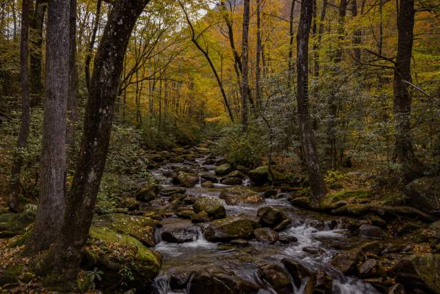 A rocky stream flows through a forest ablaze with autumn colors, with trees framing the scene and a mountain visible in the distance.
