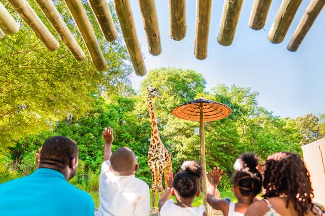 This open-air experience is all about family, and you'll get to know Greenville's animal family quite well by the end of your tour: Whether it's Siamang monkey mates Oscar and Ella, who became the proud parents of a baby boy, Arthur, Jr., in January 2017, or our Masai giraffe family: Autumn, Miles, and new baby girl Kiden! (Born January 2018) Did you know any one of the zoo's three Aldabra tortoises can live to be 100? The lone male tortoise, Bubba, loves to get his neck scratched!
