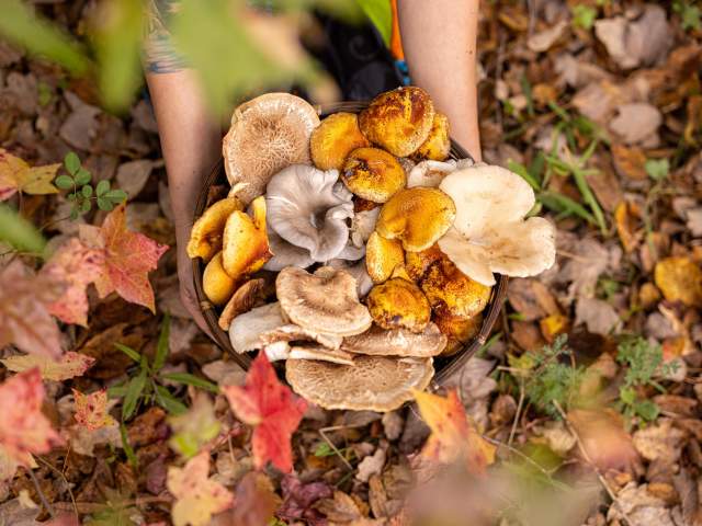 Mushroom Mountain