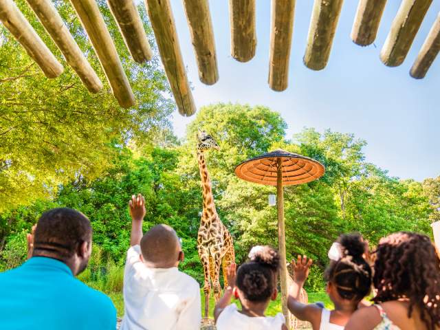 This open-air experience is all about family, and you'll get to know Greenville's animal family quite well by the end of your tour: Whether it's Siamang monkey mates Oscar and Ella, who became the proud parents of a baby boy, Arthur, Jr., in January 2017, or our Masai giraffe family: Autumn, Miles, and new baby girl Kiden! (Born January 2018) Did you know any one of the zoo's three Aldabra tortoises can live to be 100? The lone male tortoise, Bubba, loves to get his neck scratched!