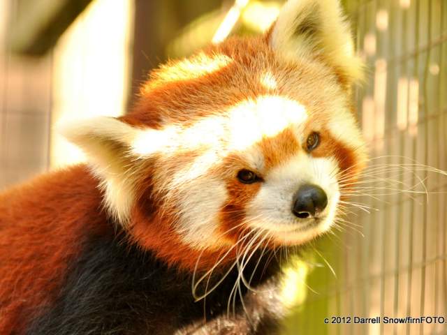 Red Panda at the Greenville Zoo