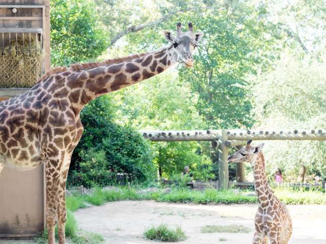 Giraffes at the Greenville Zoo