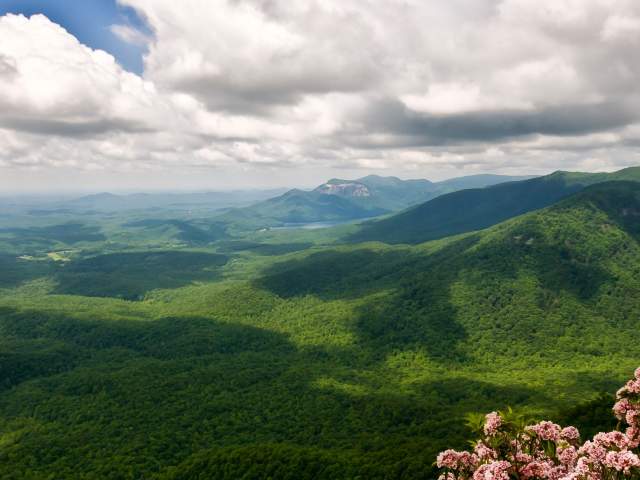 Scenic view of Table Rock and the Blue Ridge Mountains as seen from Caesars Head State Park, where the pink flowers of the mountain laurel bloom beautifully.