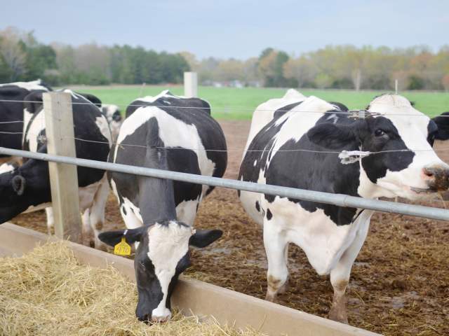 Cows outside in a field eating hay.