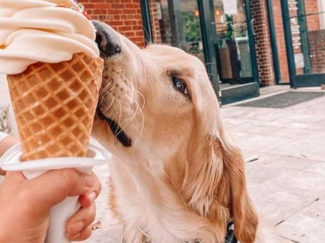 Dog enjoying ice cream cones from Spill the Beans Dog & Ice Cream