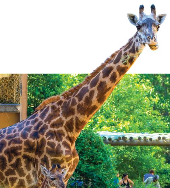 Adult giraffe with luscious greenery behind.