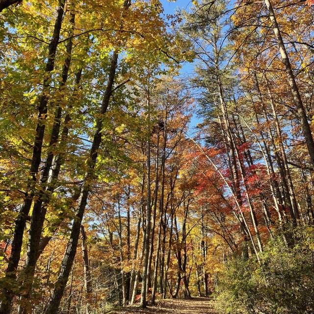 A wooded trail at Paris Mountain in the Fall/Autumn with bright gold, orange, and some red hues on the leaves