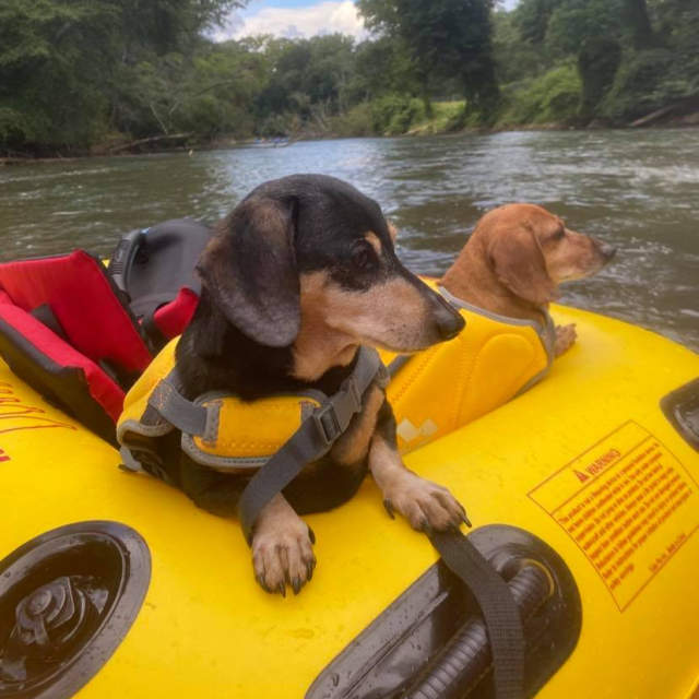 The dogs Bella & Blaze Float the Saluda River