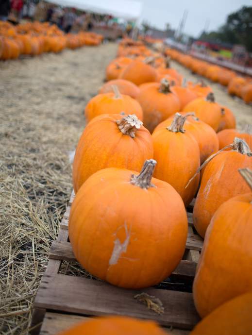 Pick Your Fall Adventure: Apple Orchards, Corn Mazes & Pumpkin Patches