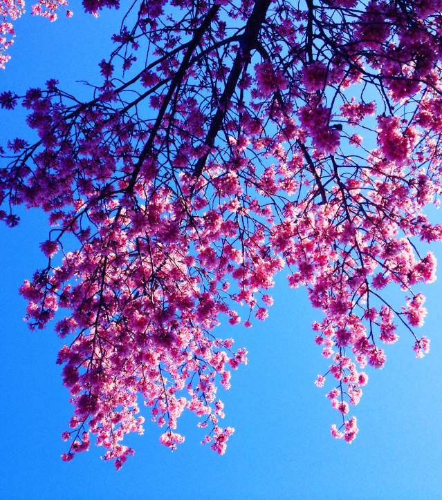 Pink cherry blossoms blooming on a tree branch from above on a sunny day beneath a clear blue sky.
