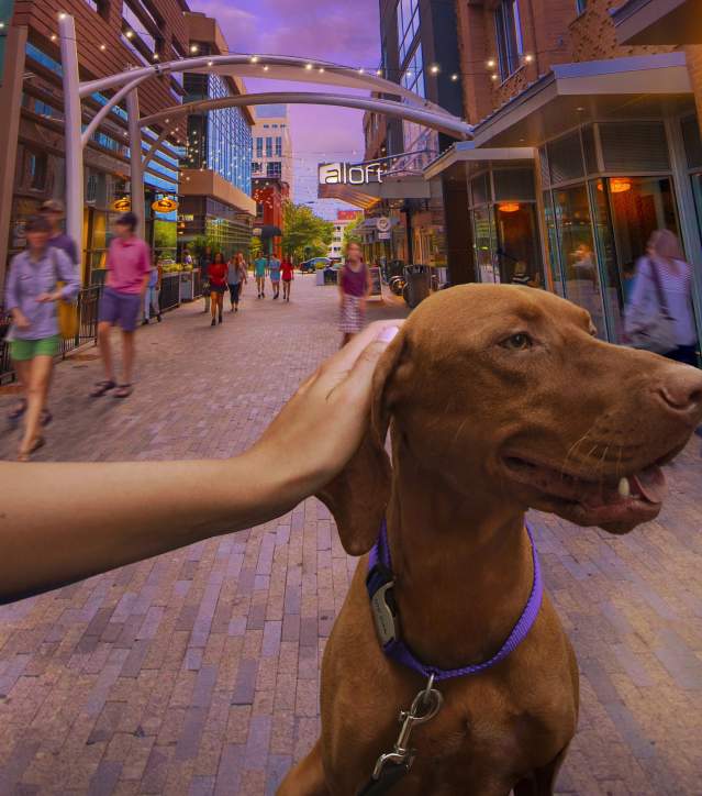 Happy dog at One City Plaza