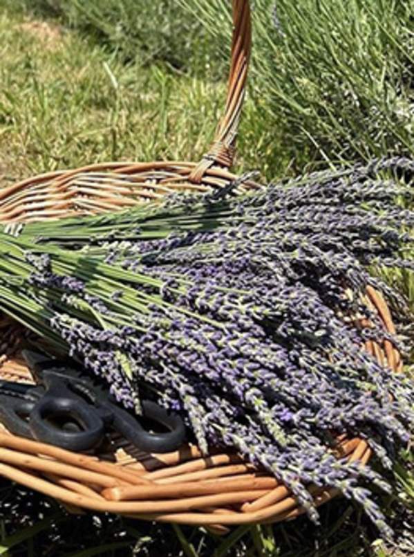 DTN - ROS - Elf Leaf Farm