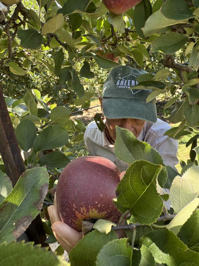 A person in a green hat picks a ripe red apple in the foreground, with an orchard of trees in the background.