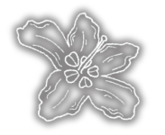 A graphic depiction of the rare Oconee Bell flower found in the Jocassee Gorges of Upstate South Carolina.