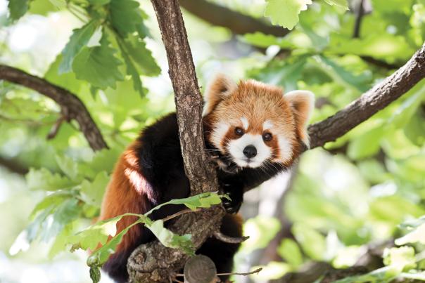 Red Panda lounging on a tree branch at the Greenville Zoo on a bright sunny day.