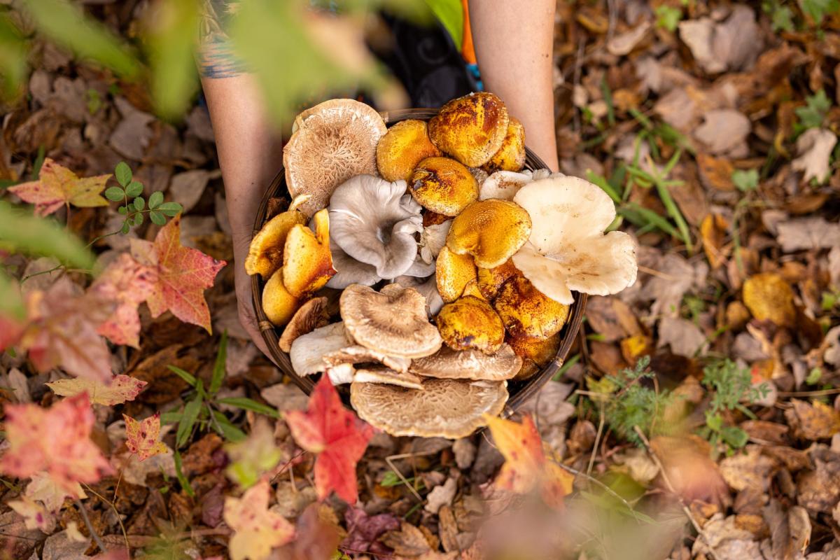 Mushroom Mountain