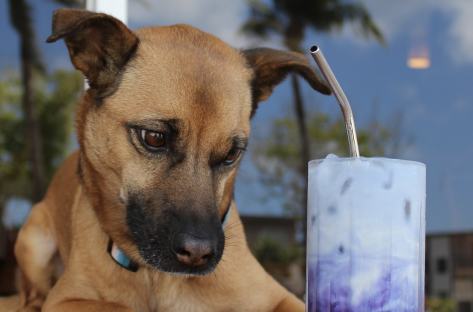 Cafe Gudcha1