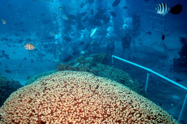 Seawalker 2