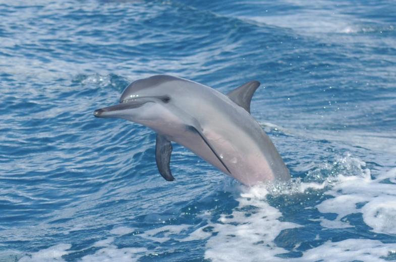 Dolphin Watching Tour