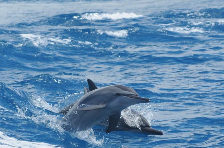 Dolphin Watching Cruise