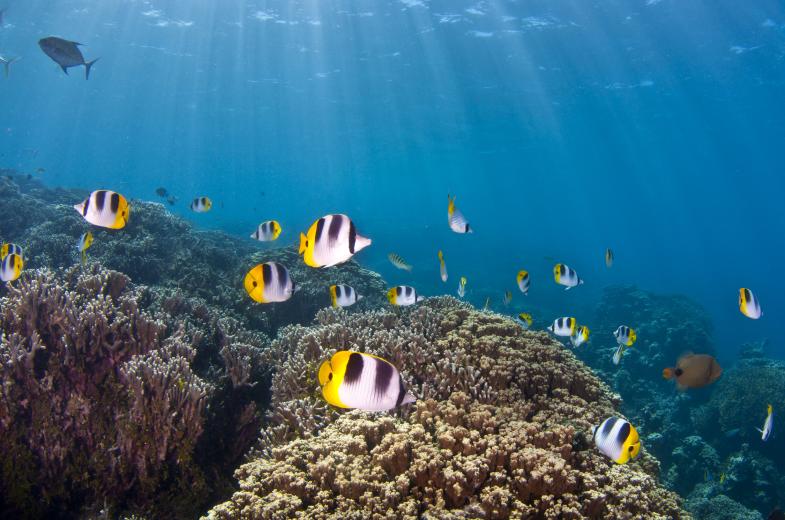 Underwater of Piti Observatory