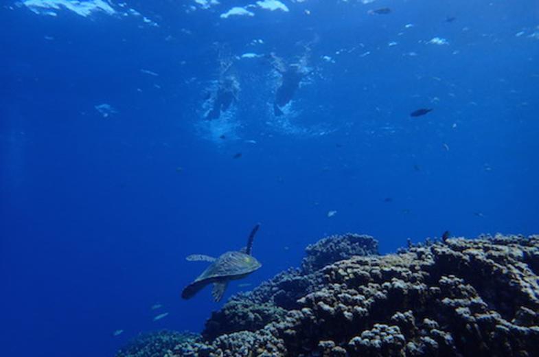 Blue Ocean Sports Club Diving