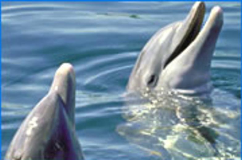 Dolphin Watching