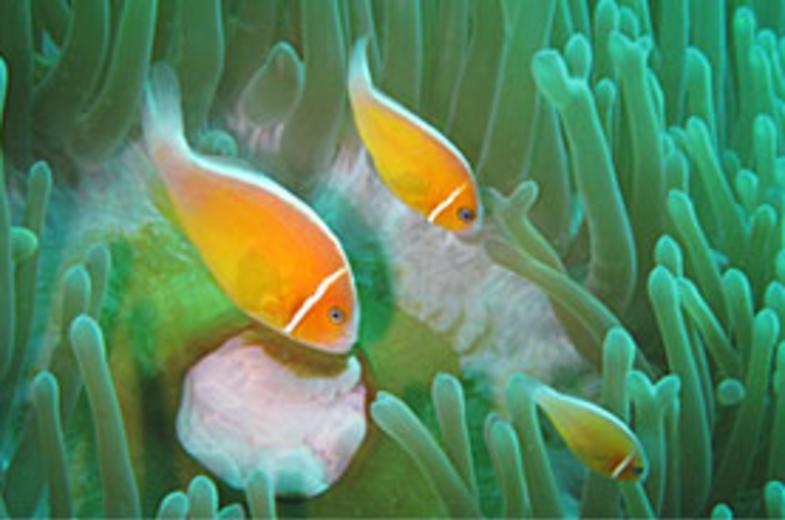 Guam Pauls Diving Image 03