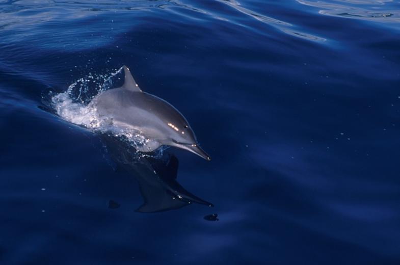 Real World Diving Image 02