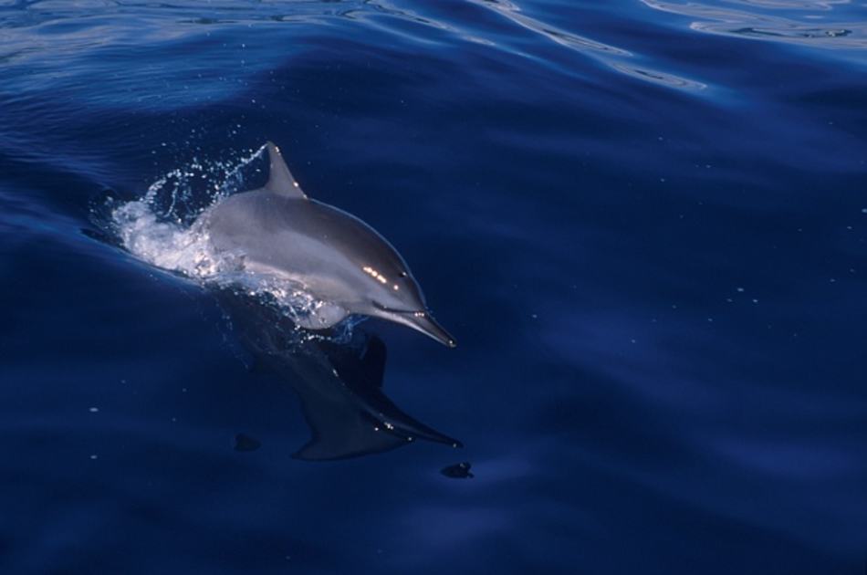 Real World Diving Image 02