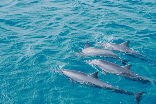 Fish Eye Dolphin Watching Tour for tv tokyo 2