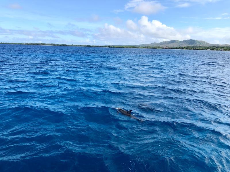 fisheye-dolphin14