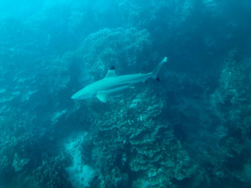 fisheye-dolphin08